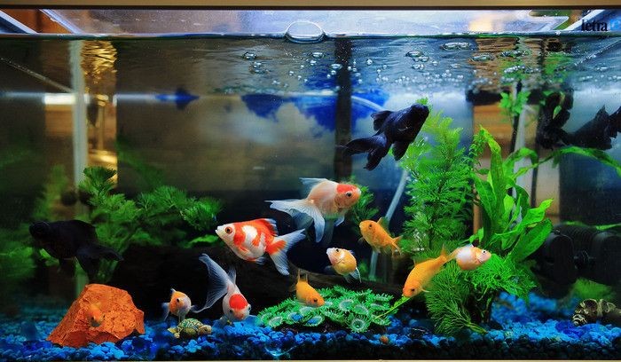 Planted Aquarium In Gurgaon, Noida, Delhi NCR